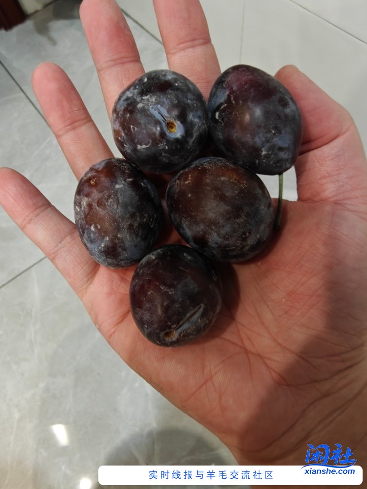 帮忙看下，这是西梅吗？20块钱买了4.5斤，看着很大品相也很好，但是一点味道也没有