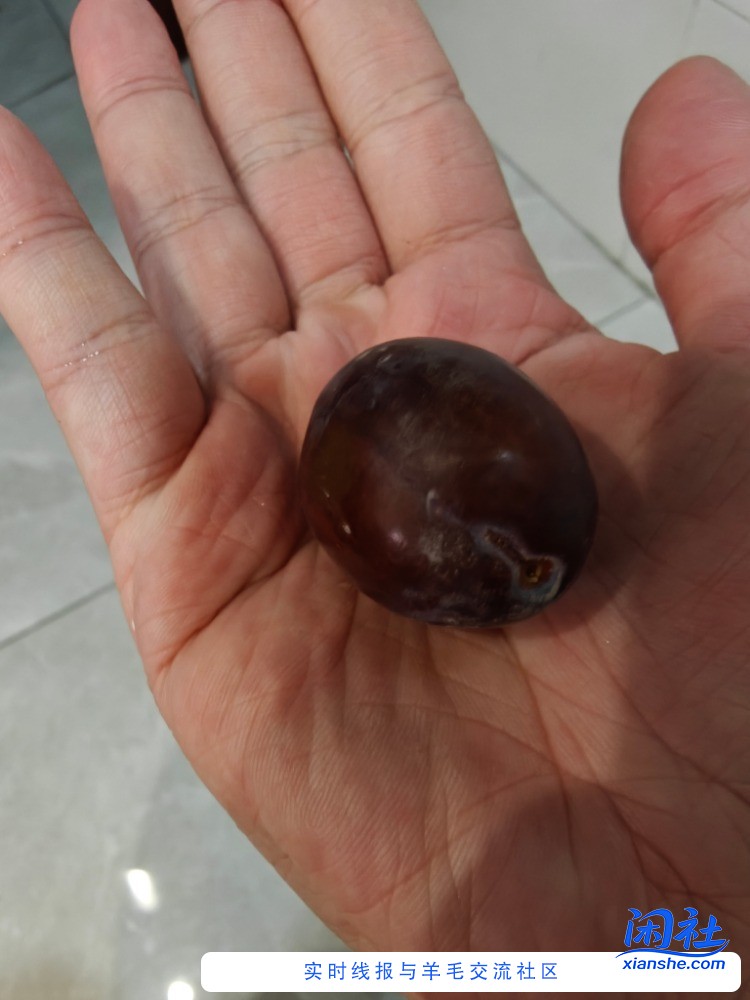 帮忙看下，这是西梅吗？20块钱买了4.5斤，看着很大品相也很好，但是一点味道也没有