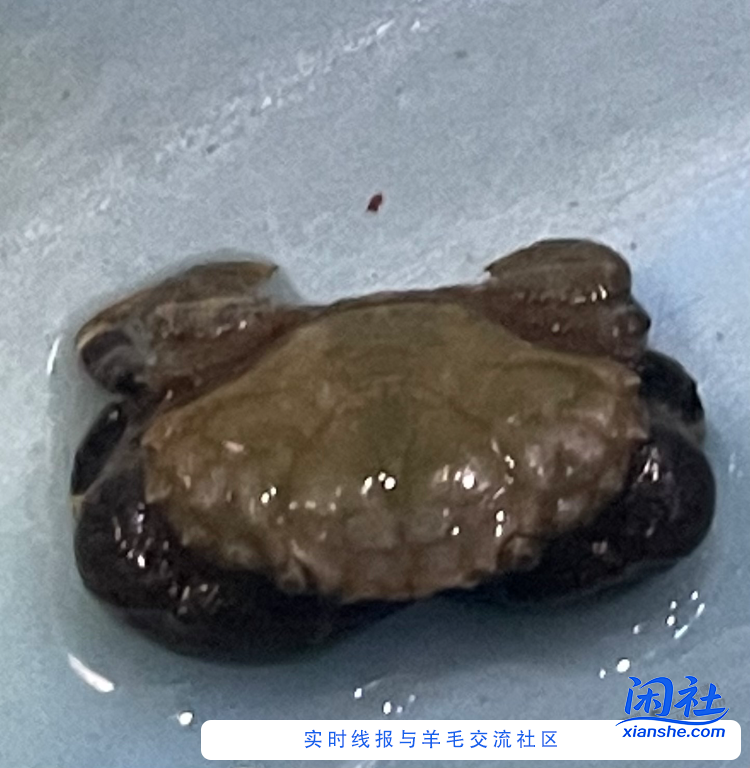 吧里大佬们，求助一下这种是什么蟹？