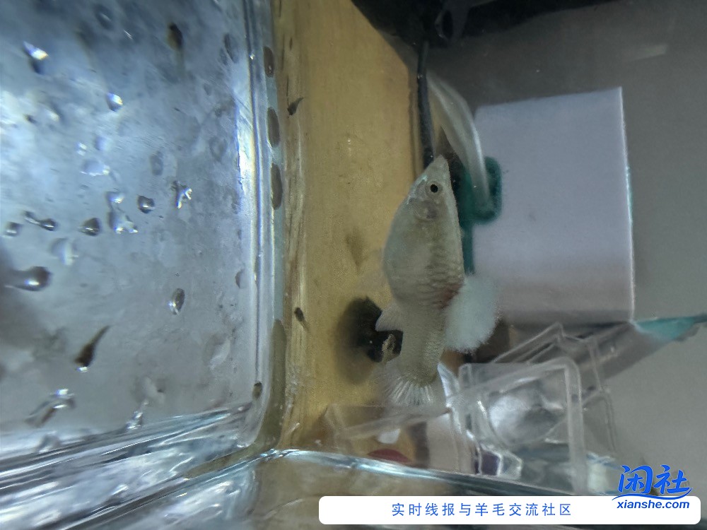 我养的鱼开花了