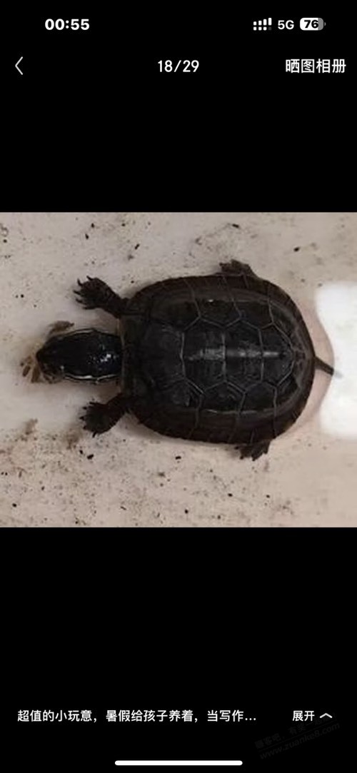 除了乌龟还可以整螃蟹陪着