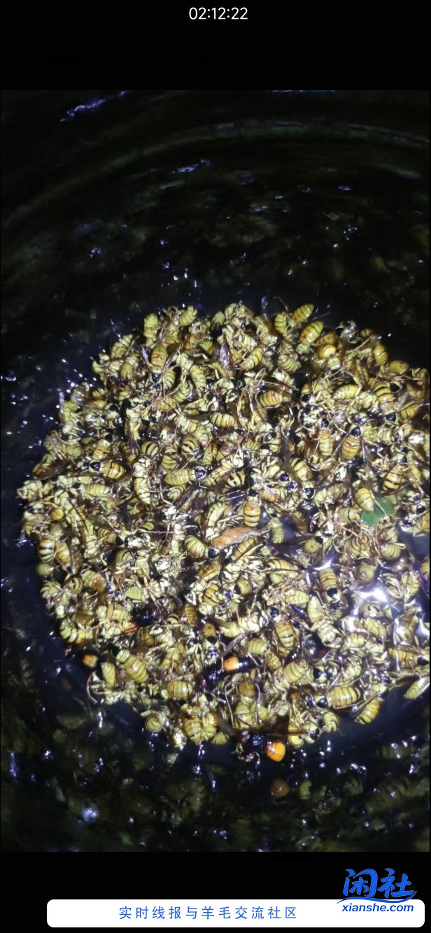 你们那黄蜂可以泡酒吗