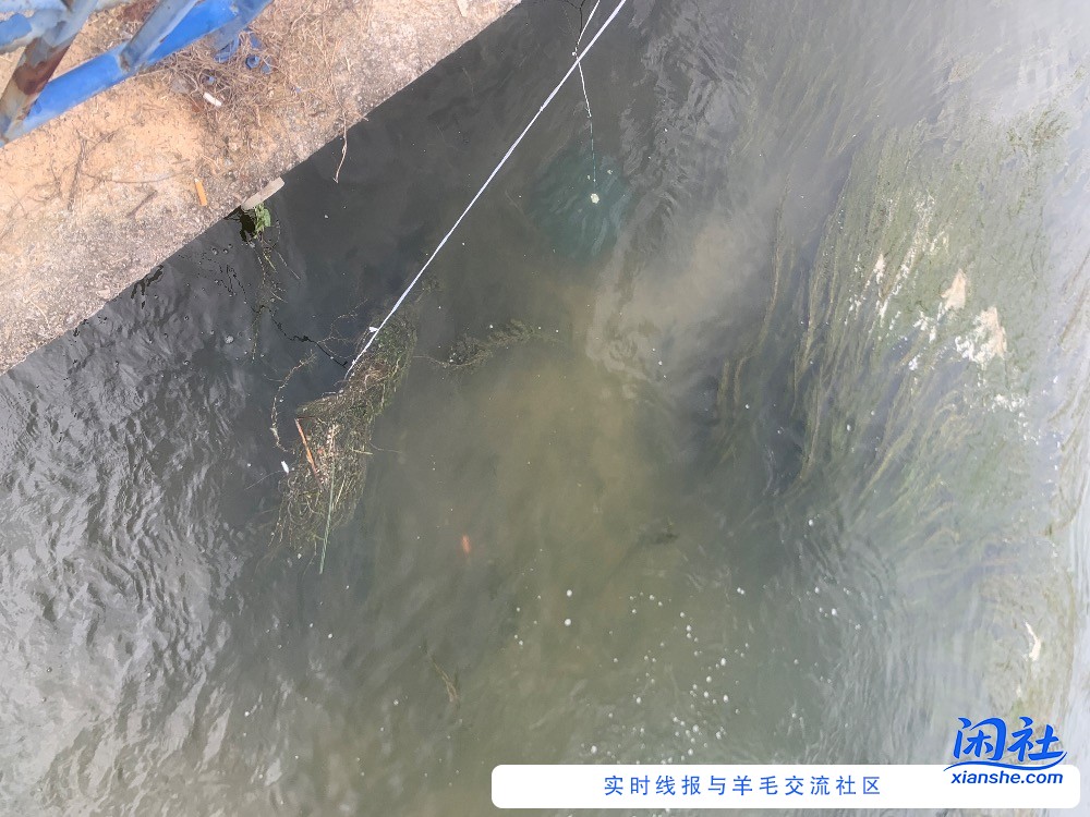 抓鱼上瘾了，我买个撒网能行吗