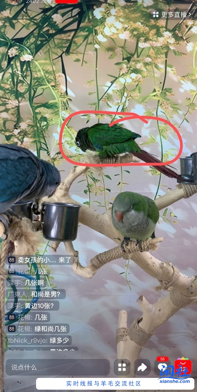 又想冲动买一只小太阳鹦鹉