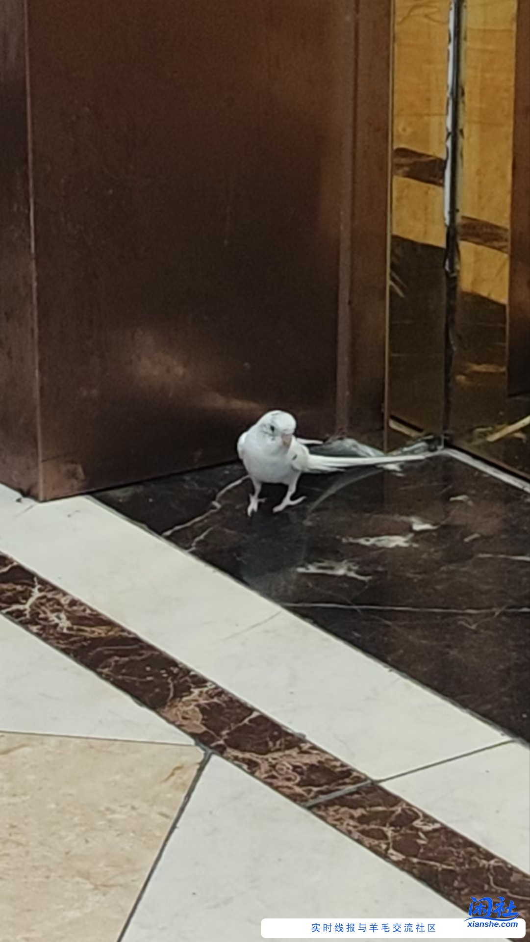 电梯大厅看到一个鹦鹉，能不能带走