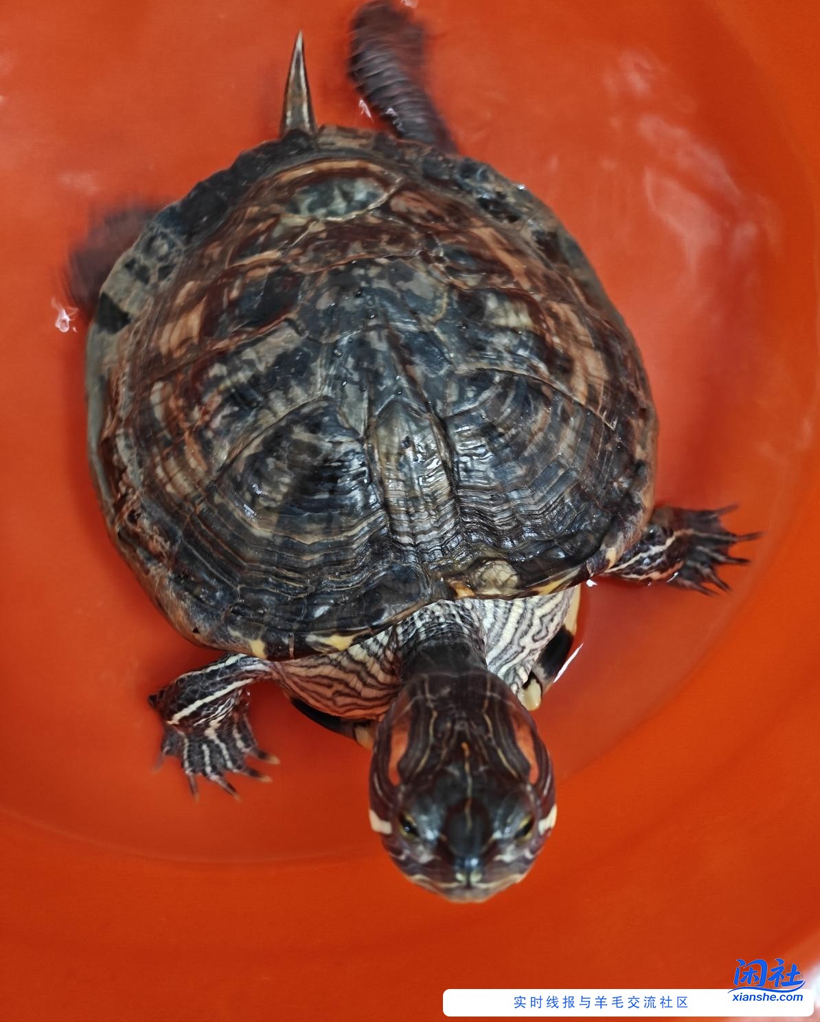 吧龟每次在水里下蛋都被它自己搞破，有什么办法保存完好