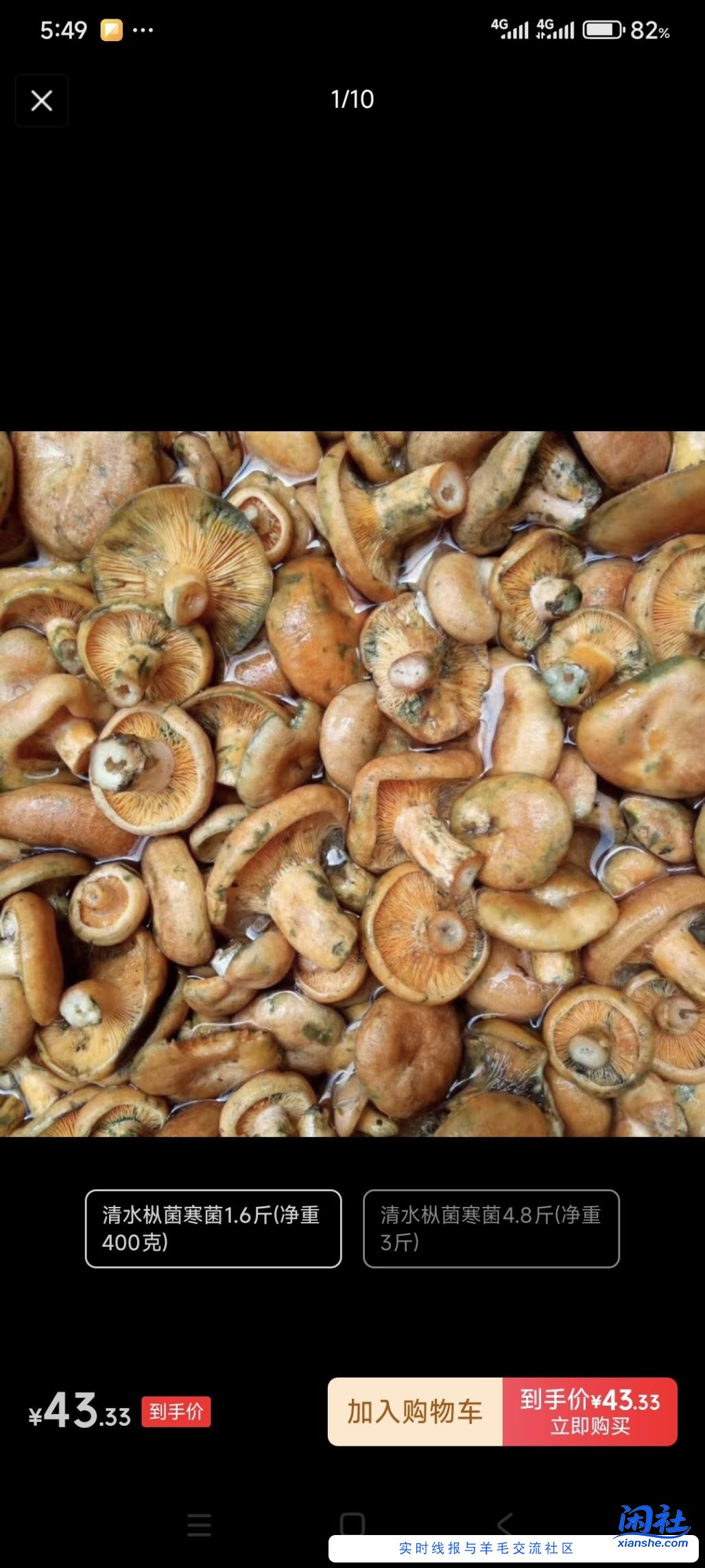 松乳菇怎么掉价这么多