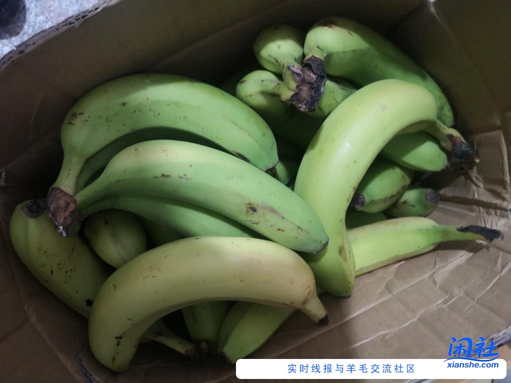 京东免费的28斤香蕉到齐了。。又粗又大 吃用都可以