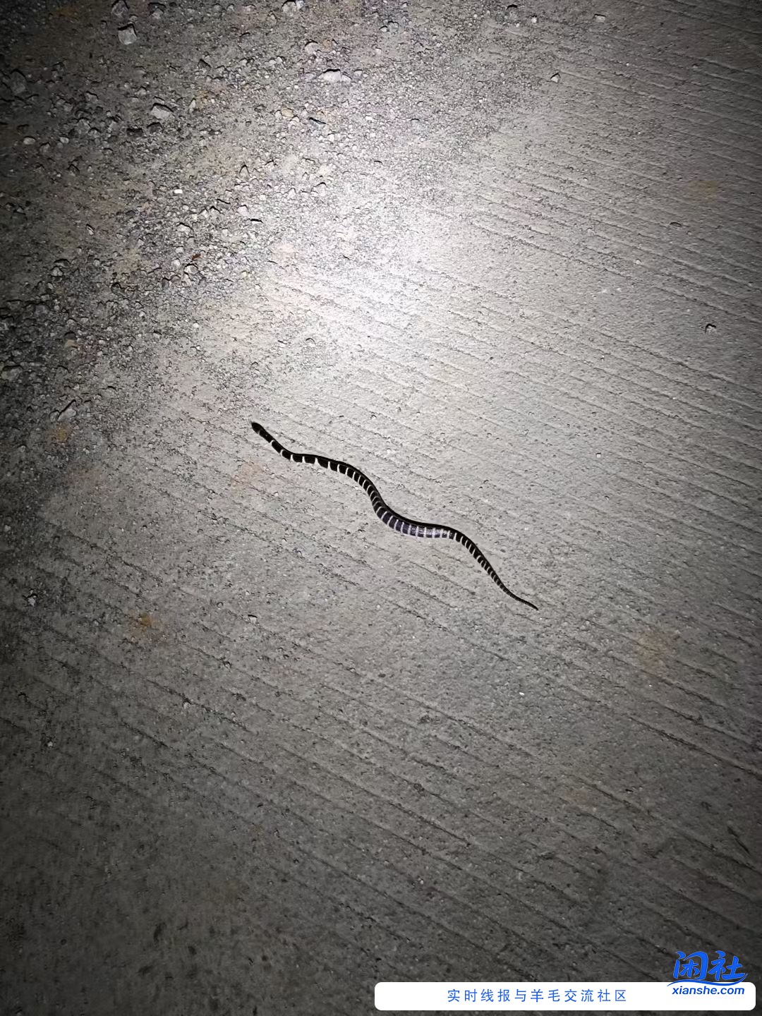 问吧友，这是不是  银环辣条？