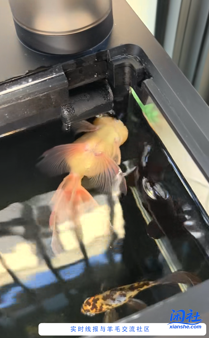 金鱼失漂一个月也不死，还能救吗？