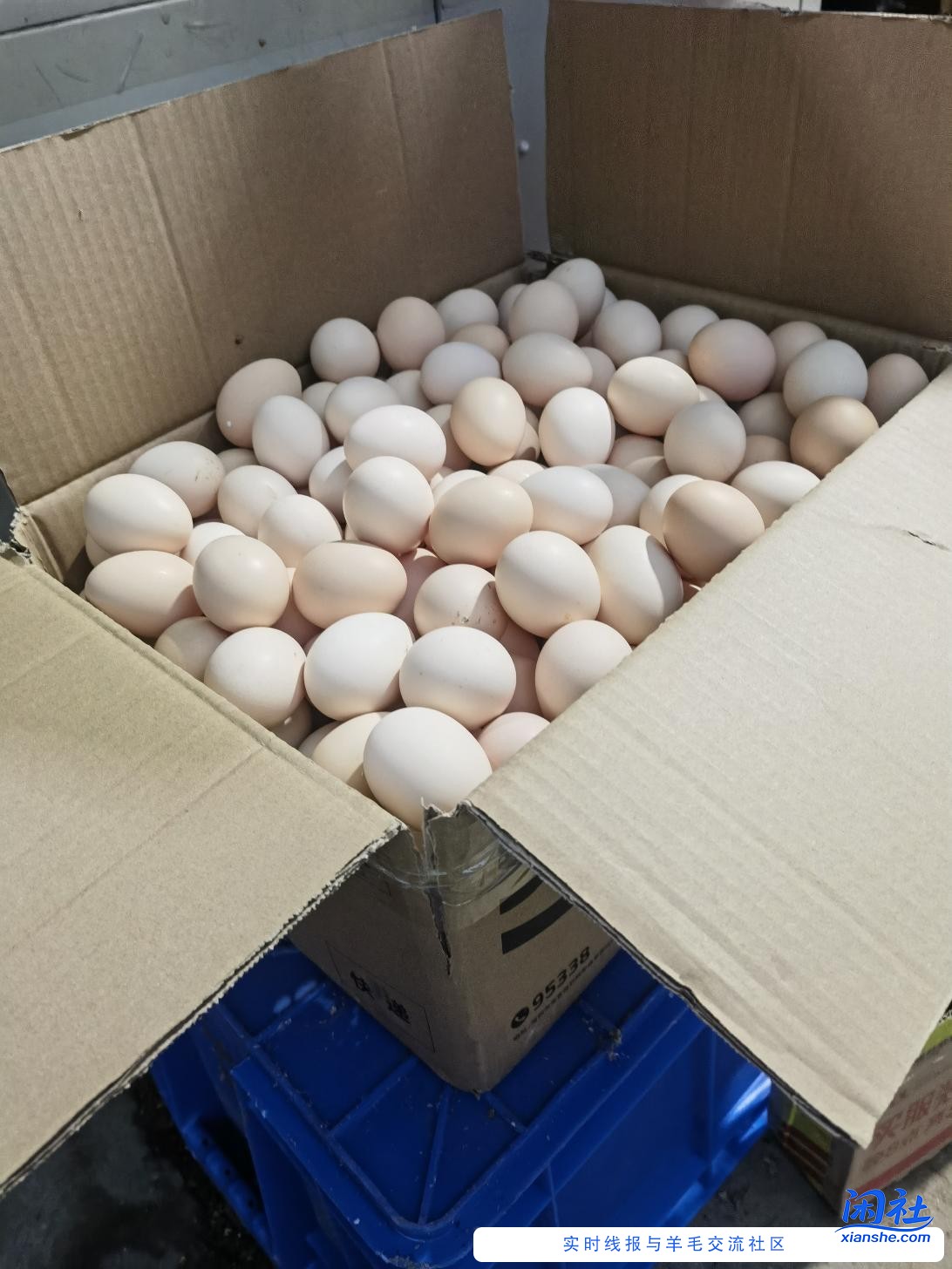 狗东现在卷放量了